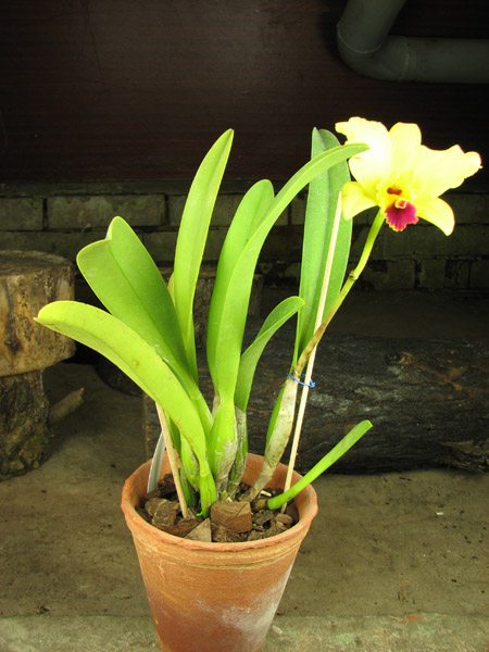 Laeliocattleya Tokyo Magic '6-1' (Cattleya lrene Finney x Laelia briegeri).jpg