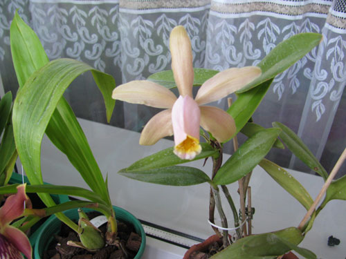 Cattleya forbesii. Купила  у  Дины в субботу. Как она  вкусно  пахнет, просто ням-ням.