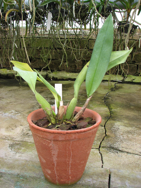 Trichopillia Senne Star (tortilis 'large' x turialbae 'alpha').jpg