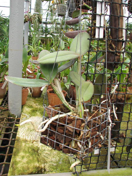 Cattleya schilleriana 'Guarapari' x Cattleya schilleriana 'Olinda'.jpg