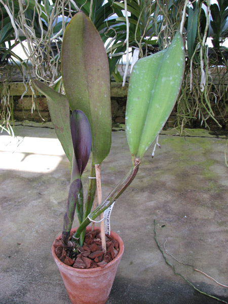 Brassolaeliocattleya Sanyung Ruby 'Kuang Lung' (Waianae Coast x Chia Lin).jpg