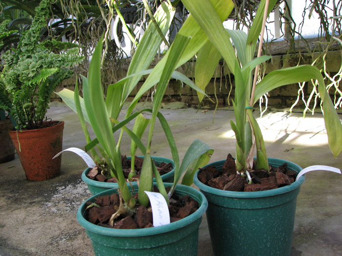 Zygopetalum 'Rhein Blue Angel'.jpg