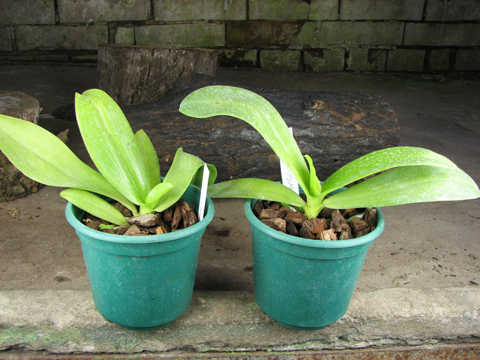 Phalaenopsis hieroglyphica.jpg