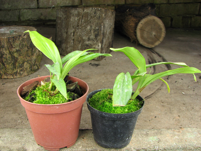 Acacallis cyanea x Paradisanthus micranthus.jpg