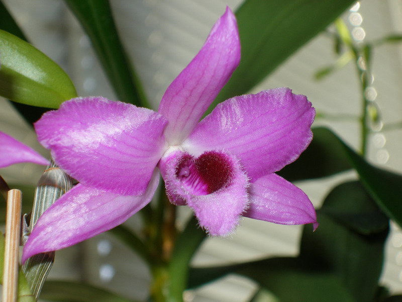 Dendrobium_Nestor_Yih-Cheng_02_020512.jpg
