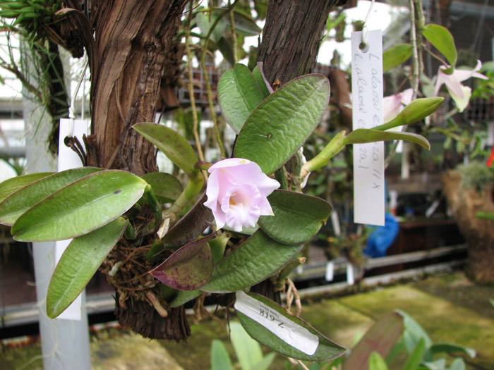 Laelia alaori escura II x Laelia alaori escura I.jpg