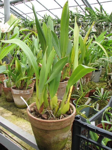 Maxillaria Fabricio Suarez.jpg