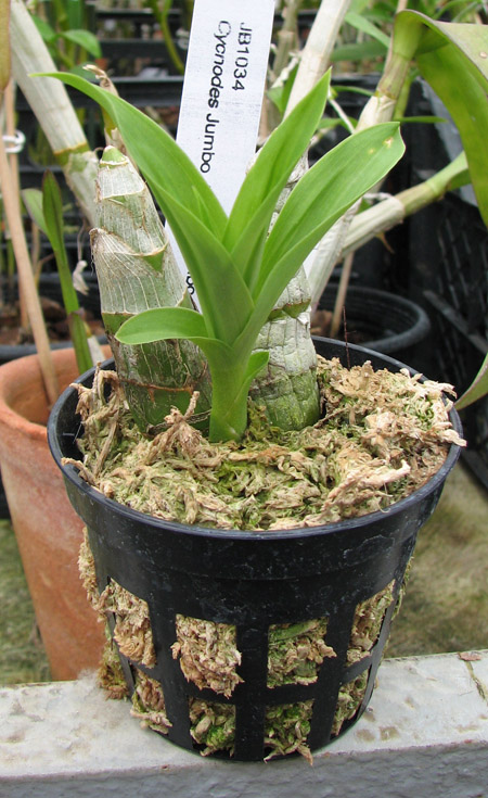 Cycnodes Jumbo Jewel 'Jumbo Orchids Crystal Star'.jpg