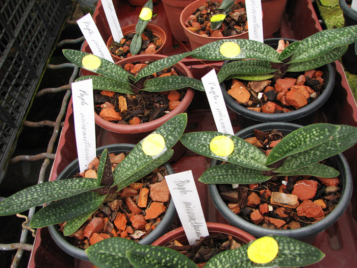 Paphiopedilum micranthum.jpg