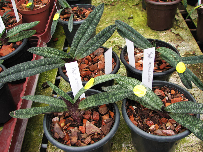 Paphiopedilum armeniacum.jpg