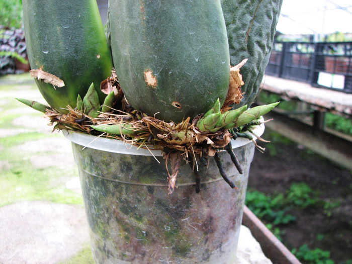 Angulocaste hybrid.jpg