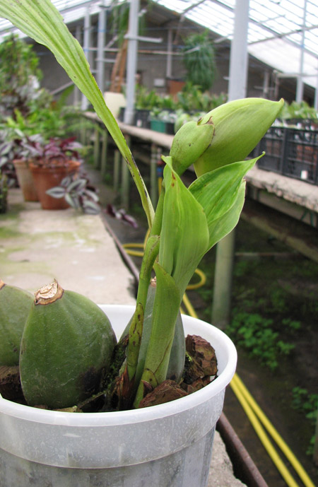 Angulocaste Aurora.jpg