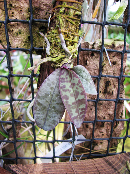 Phalaenopsis lindenii.jpg