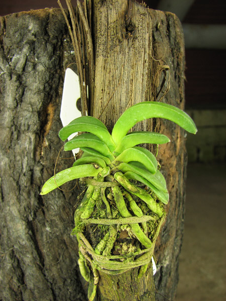 Neofinetia falcata Seikai.jpg