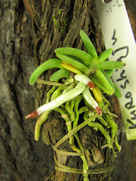 Neofinetia falcata Kuroshinjyu.jpg