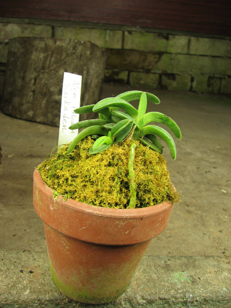 Neofinetia falcata Suikaden.jpg