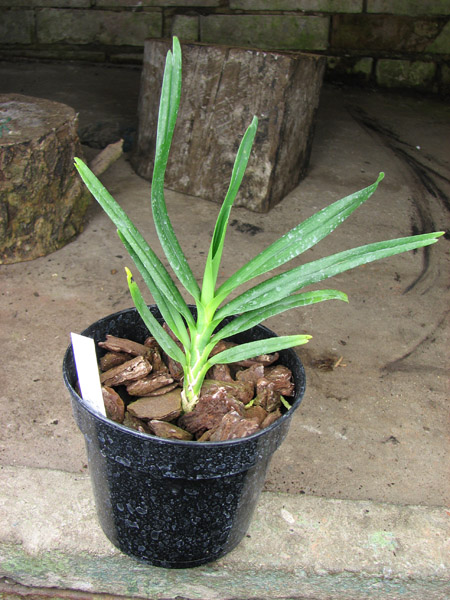 Angraecum viguieri.jpg