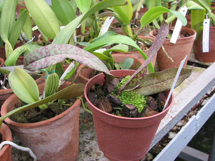 Psychopsis Butterfly (sanderae x papilio).jpg