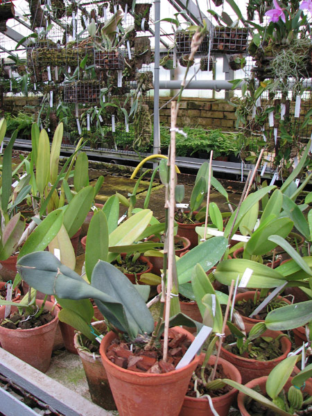 Psychopsis Kalihii 'Big'.jpg