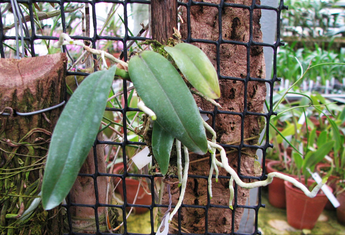 Sophrocattleya Pearllouis.jpg