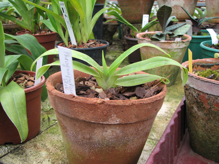 Phragmipedium Memoria Dick Clements.jpg