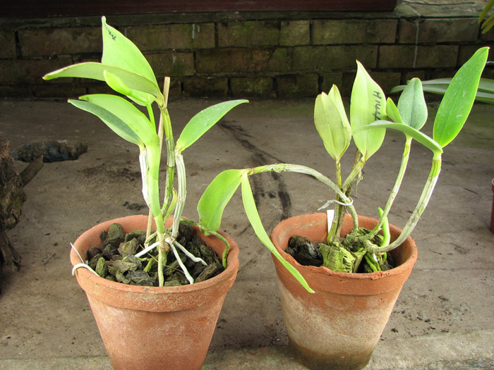 Cattleya Walkerinter.jpg