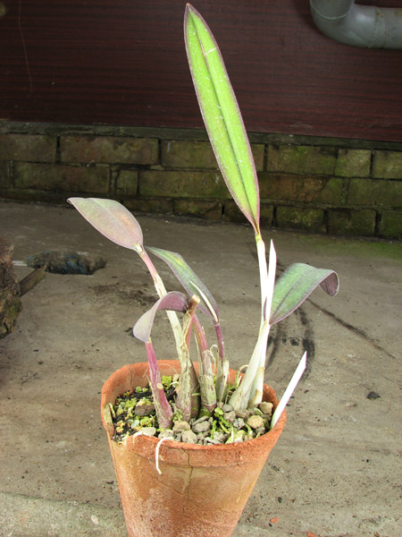 Laelia flava.jpg