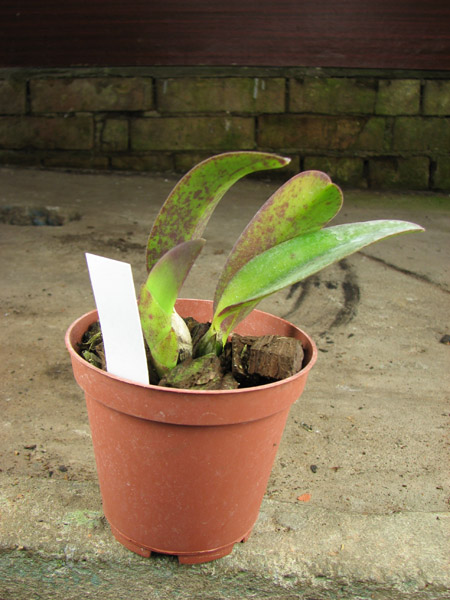 Laelia alaori x praestans.jpg