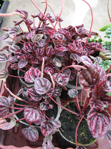Peperomia caperata 'Nigra'.jpg