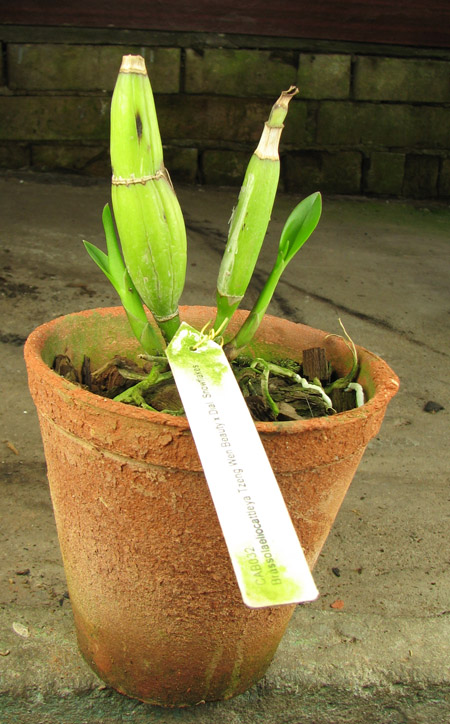 Brassolaeliocattleya Tzeng Wen Beauty x Dialaelia Snowflakes.jpg