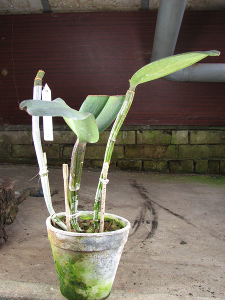 Laeliocattleya Sagarik Wax.jpg