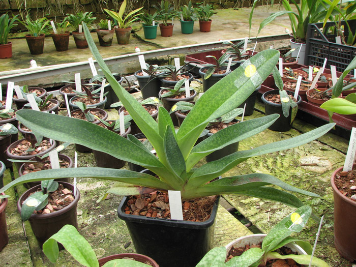 Paphiopedilum Delrosi (delenatii x rothschildianum).jpg