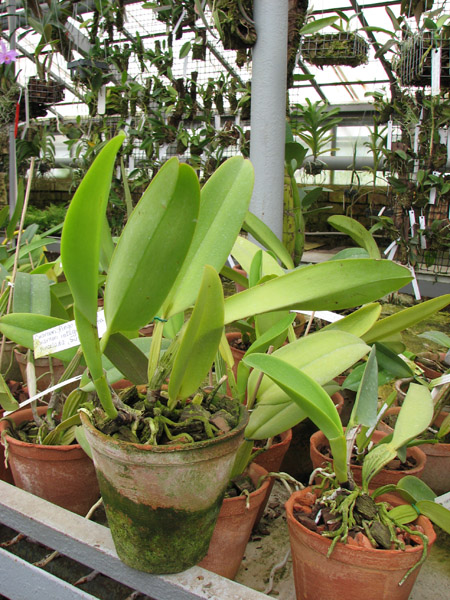 Cattleya warneri 'Pingo de Luz' x Cattleya warneri integra-orlata-pincelada 'Superba'.jpg