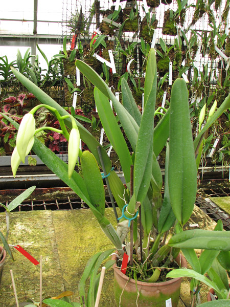 Laelia purpurata.jpg