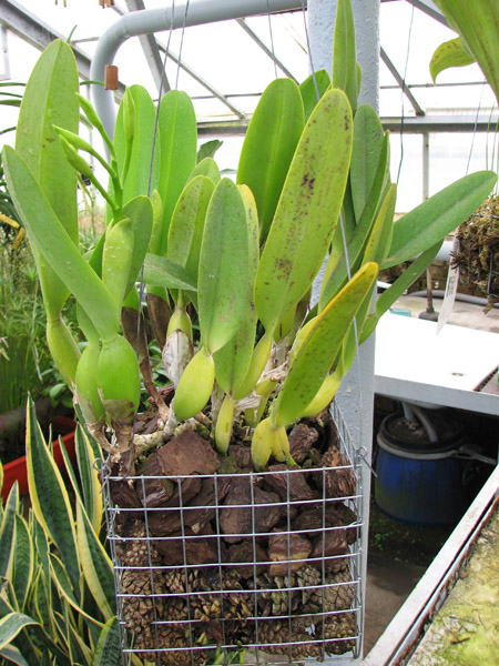 Laelia lobata alba.jpg