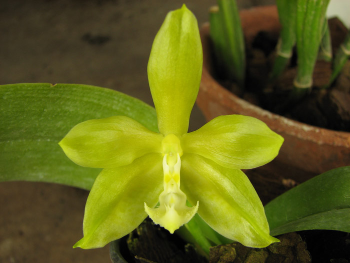 Phalaenopsis Su-An Cricket.jpg