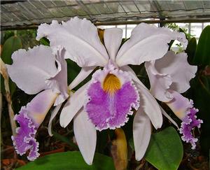 Фото орхидеи Cattleya Dupreana (gigas X warneri)
