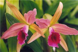 Фото орхидеи Cattleya Enid (mossiae х gigas Sanderiana)