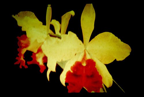 Фото орхидеи Cattleya Fabia (dowiana aurea х labiata)