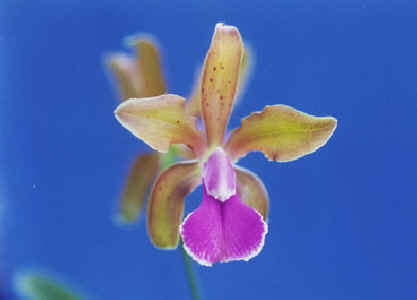 Фото орхидеи Cattleya Frasquita (bicolor x velutina)