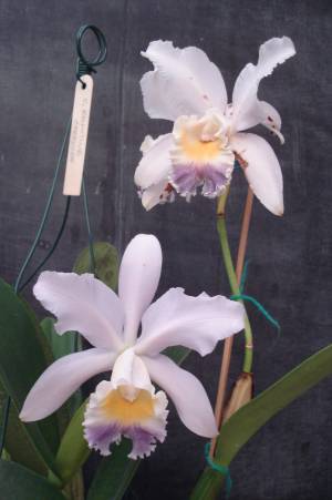 Фото орхидеи Сattleya VALENTINE 'coerulea' (warneri coerulea x loddigessii coerulea)