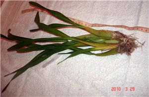 Фото орхидеи Miltonia flavescene