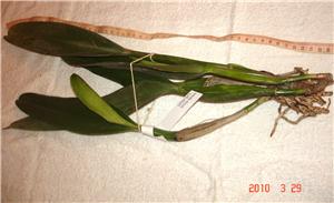 Фото орхидеи Cattleya Dupreana (gigas X warneri)