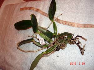 Фото орхидеи Cattleya walkeriana