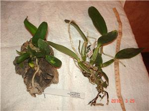 Фото орхидей - сравнение Cattleya walkeriana от Alvim Seidel Orquidario Catarinense. Бразилия. и Cattleya walkeriana coerulea из Италии