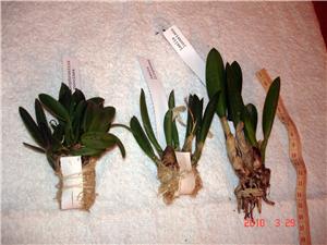 Фото орхидей Sophr coccinea, Laelia liliputana, Laelia lucasiana от Alvim Seidel Orquidario Catarinense. Бразилия.