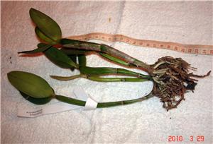 Фото орхидеи Cattleya intermedia