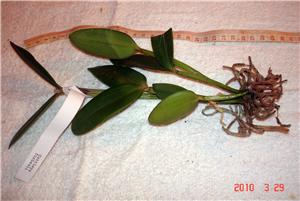 Фото орхидеи Cattleya forbesii