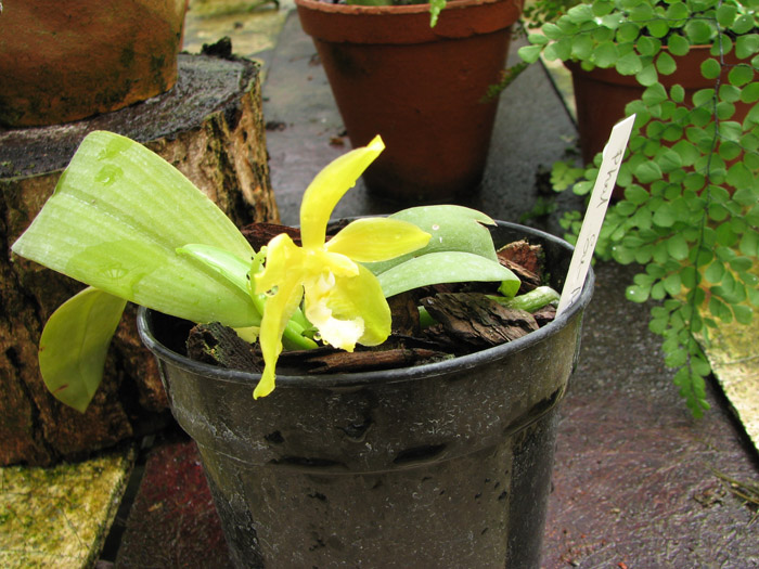 Phalaenopsis Su-An Cricket.jpg