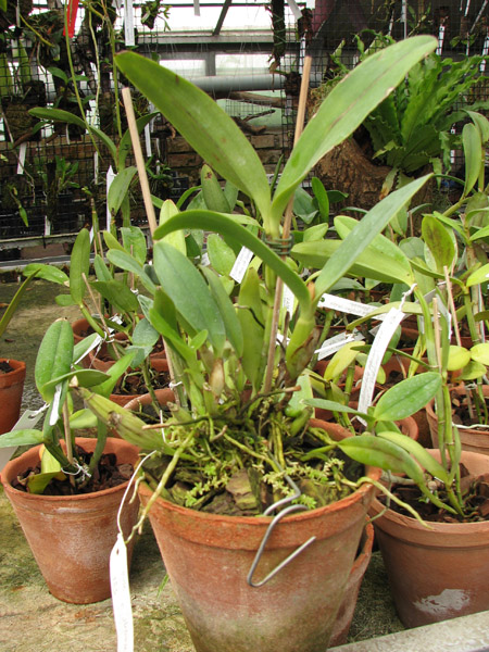 сattleya skinneri coerulescens.jpg